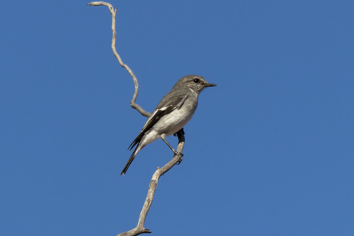 Hooded Robin - Andreas Heikaus