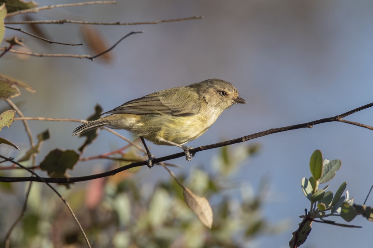 Weebill - ML325051971