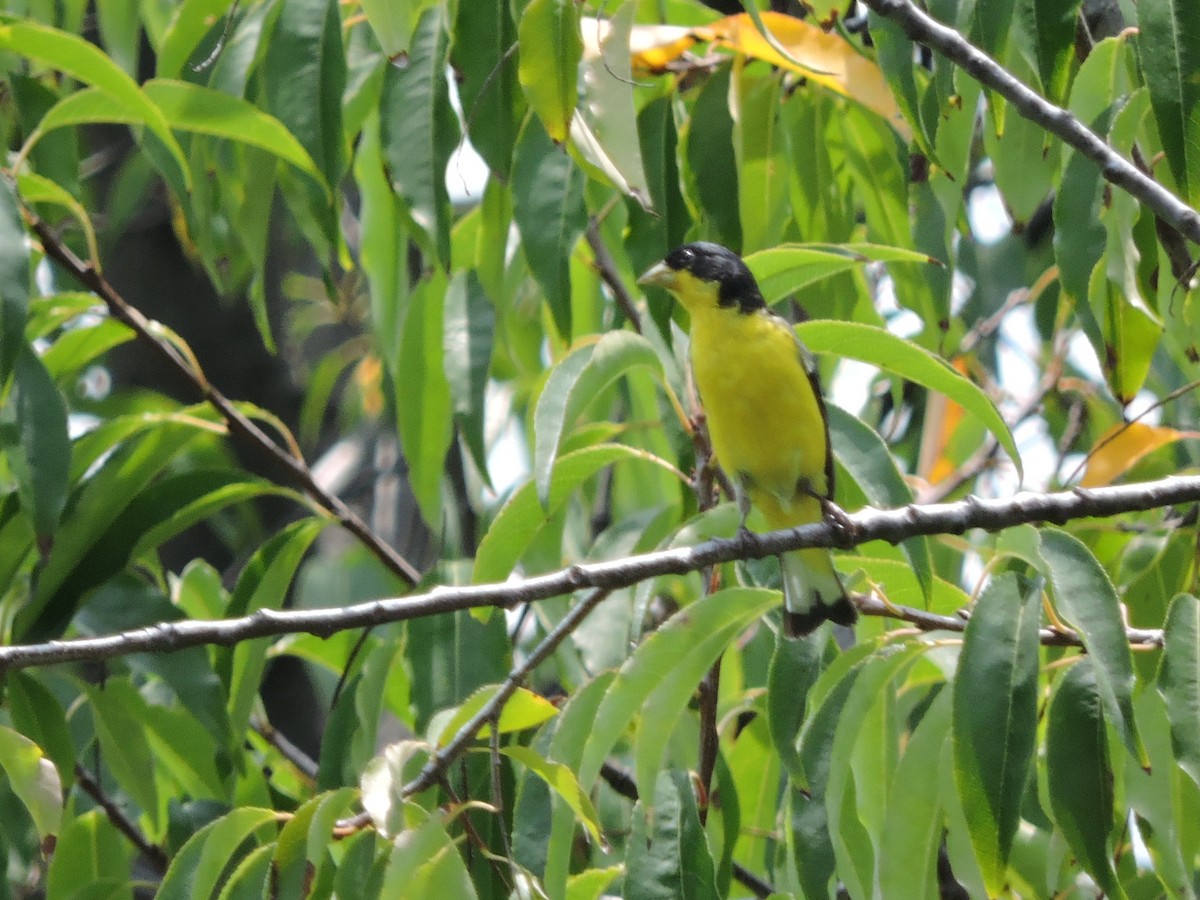 Lesser Goldfinch - ML32505211