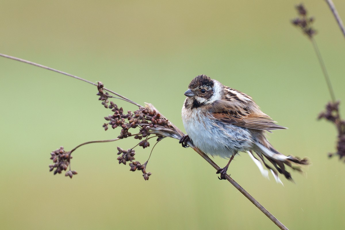 Reed Bunting - babur hakarar