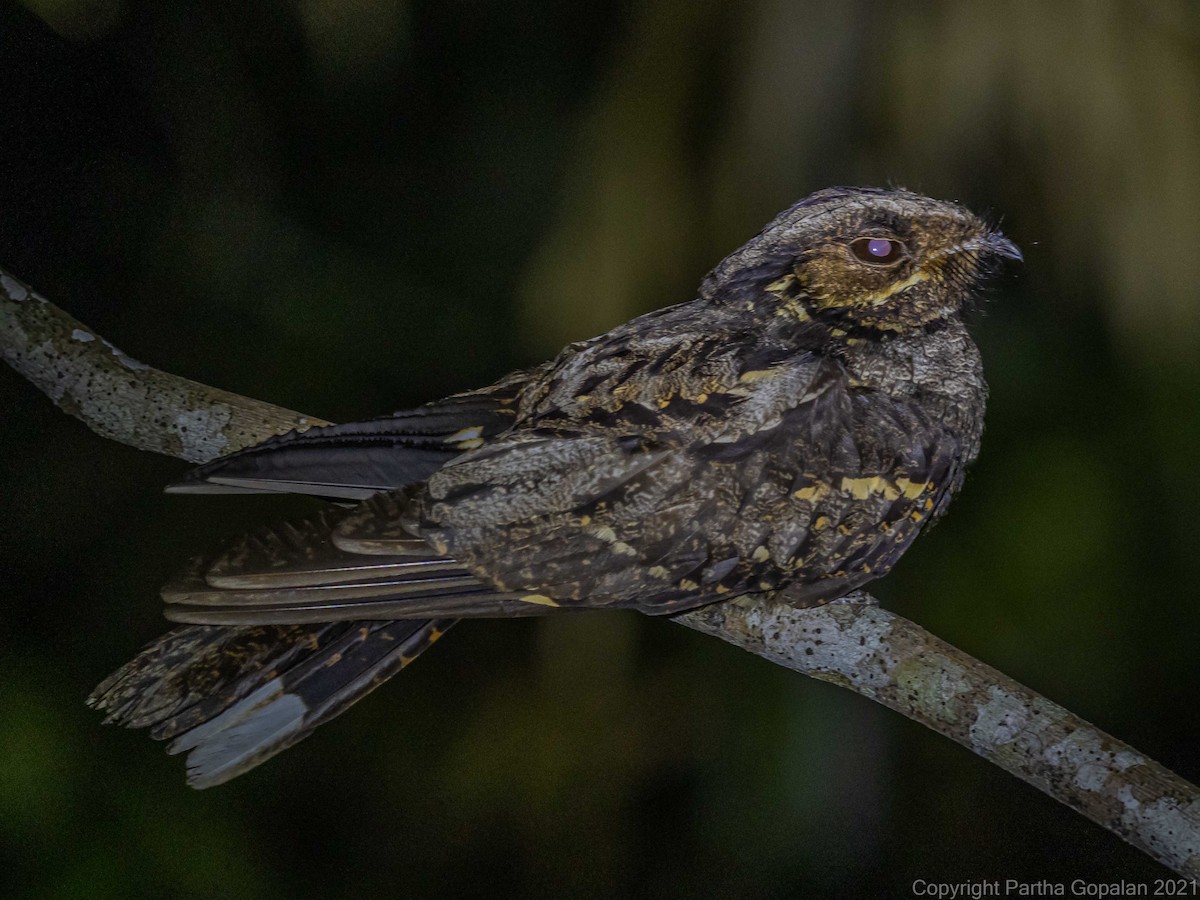 Andaman Nightjar - ML325053051