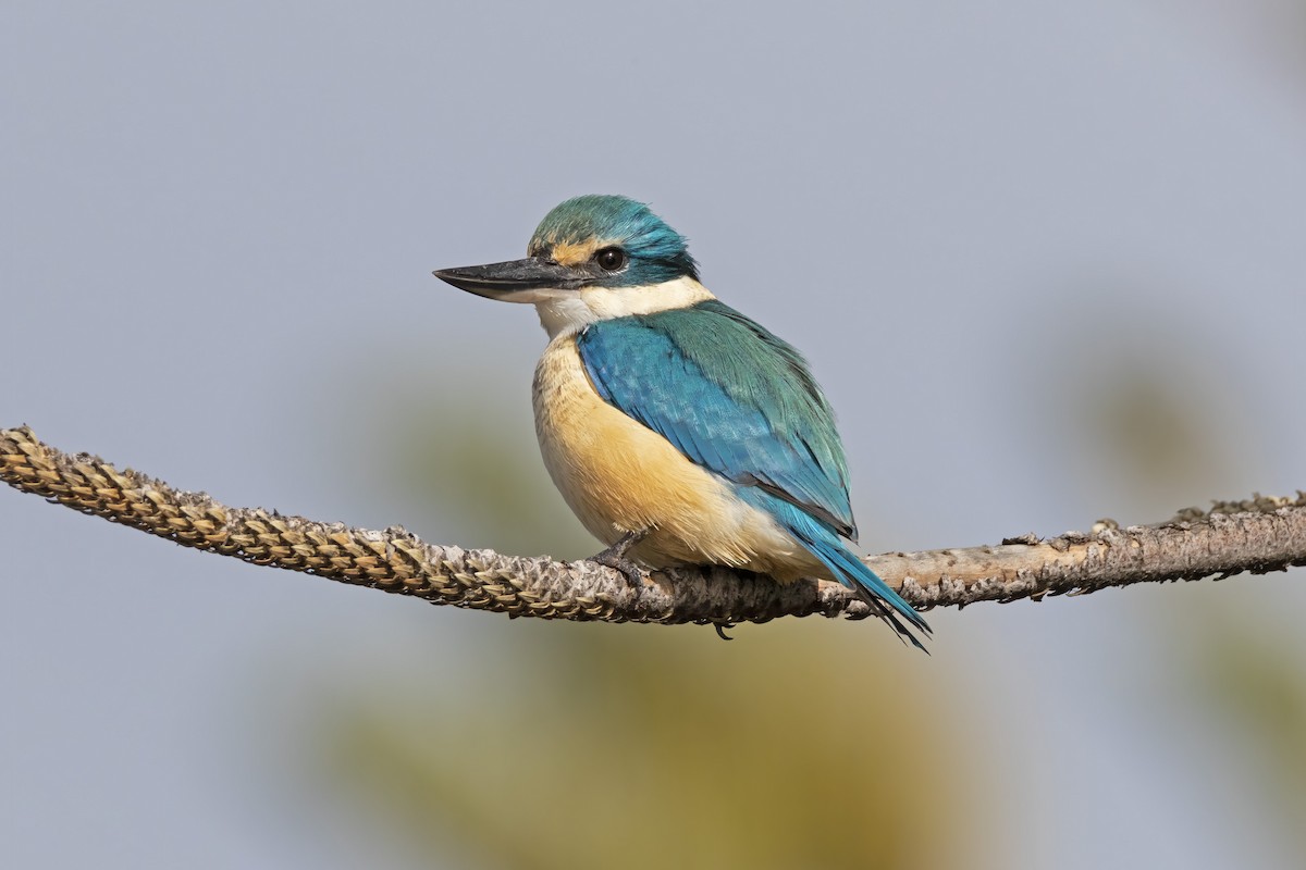 Sacred Kingfisher - ML325053281