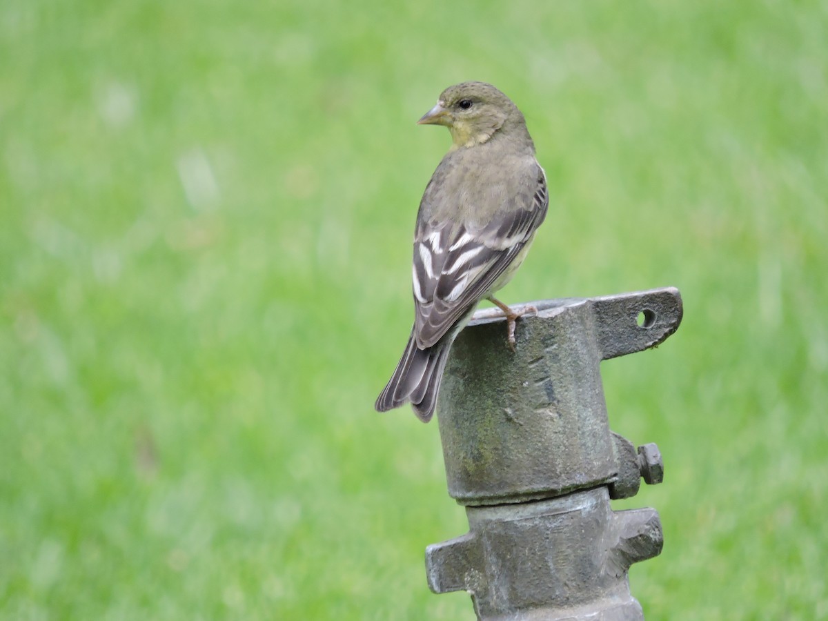 Lesser Goldfinch - ML32505341