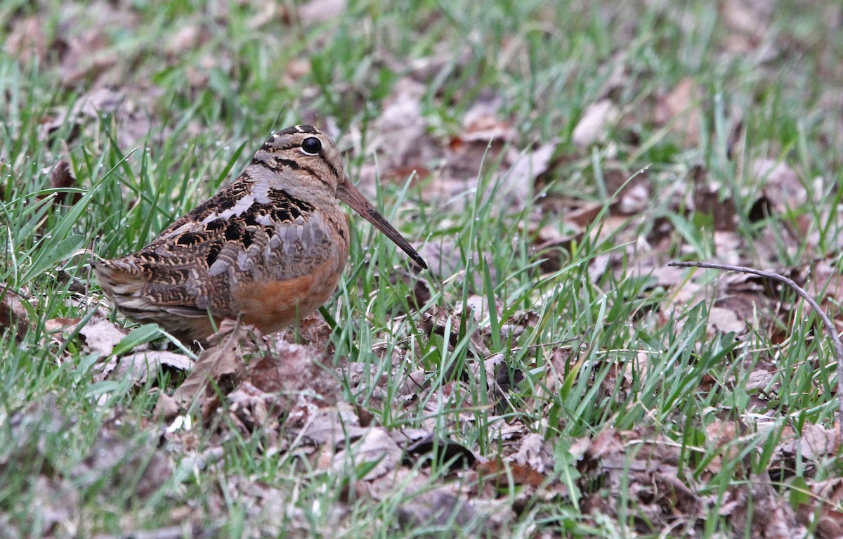 American Woodcock - ML325054391