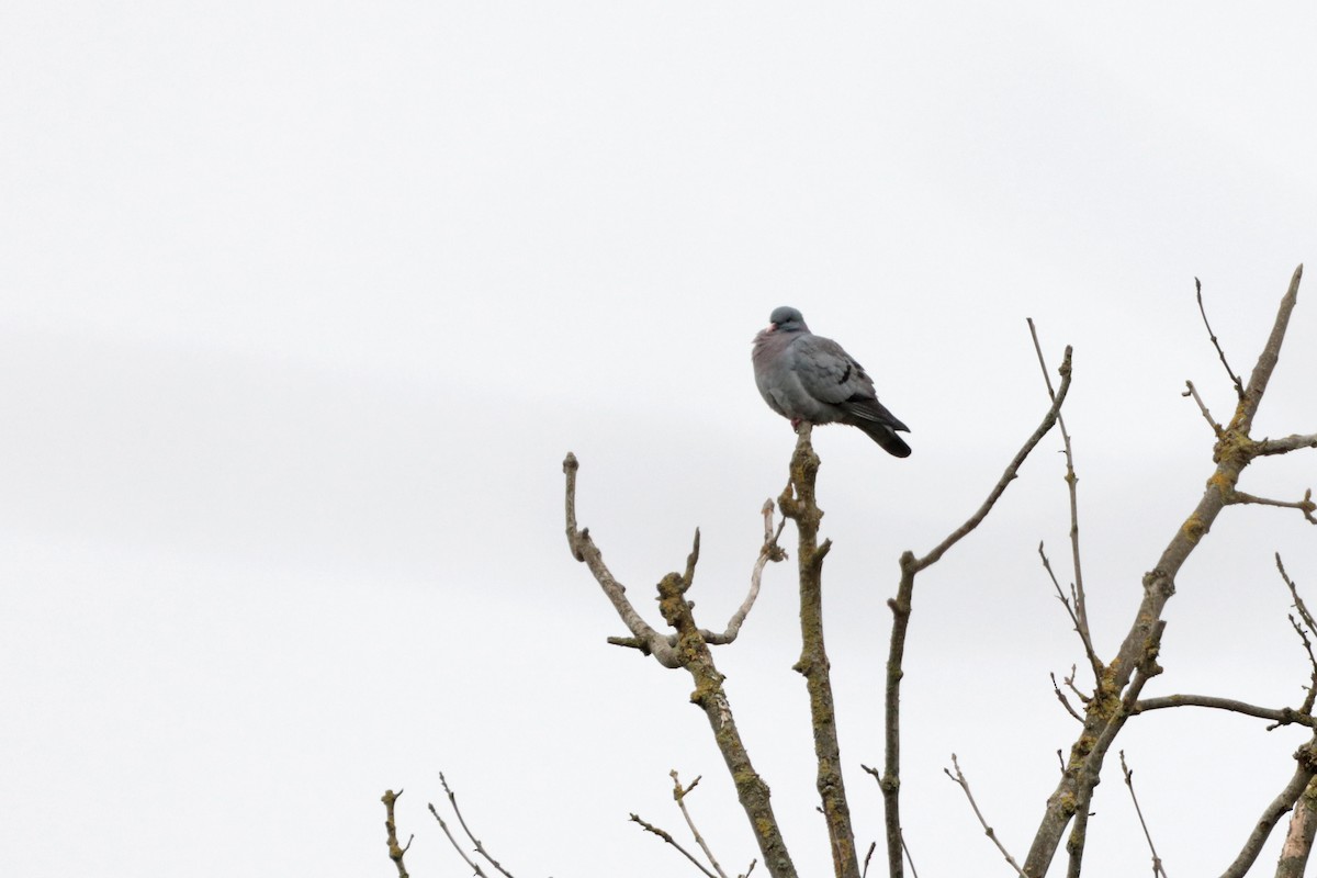 Stock Dove - ML325054741