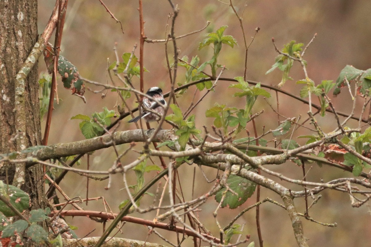 Long-tailed Tit - ML325054861
