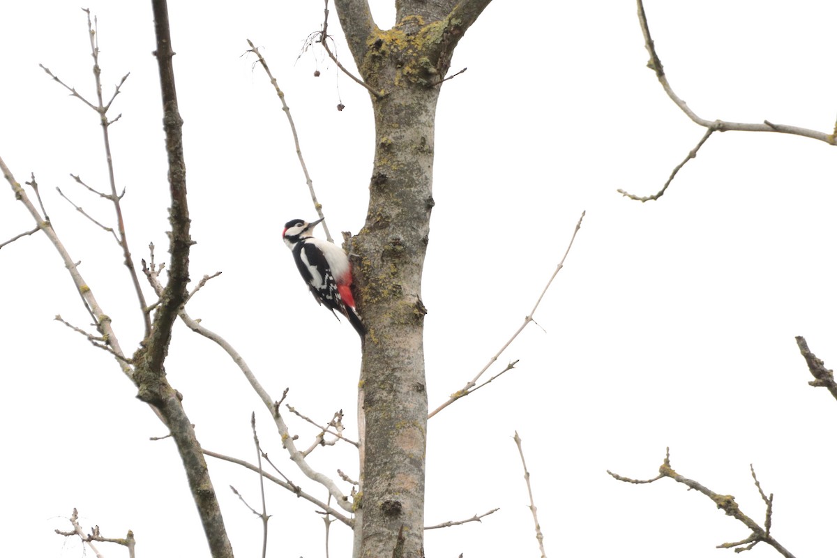 Great Spotted Woodpecker - ML325055061