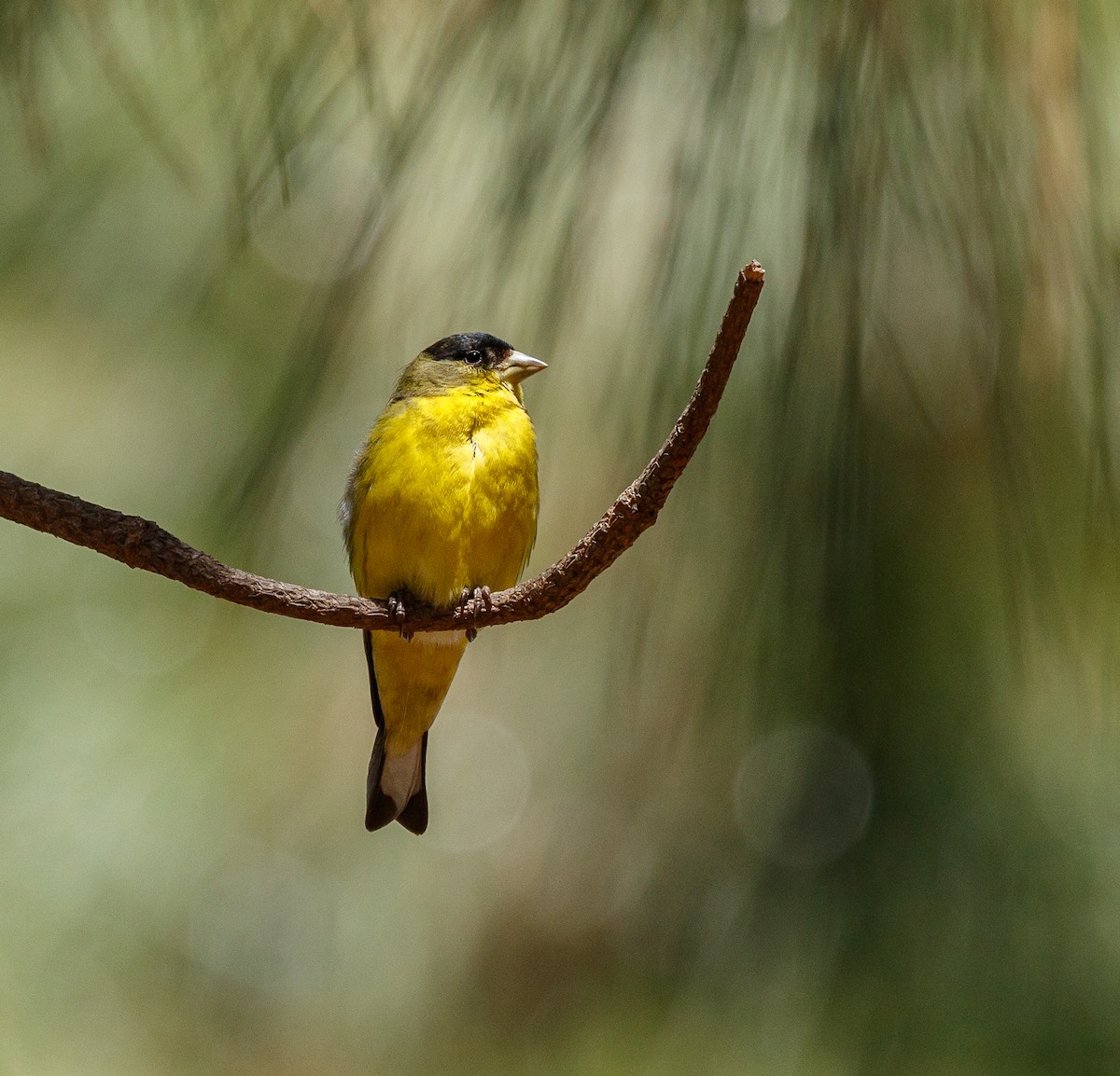 Lesser Goldfinch - ML325055261