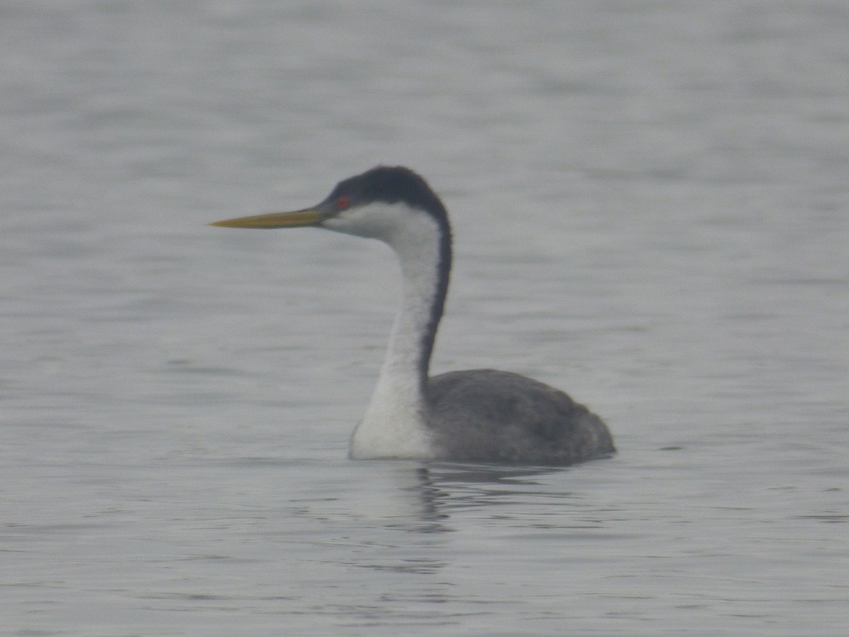 Western Grebe - ML325055461