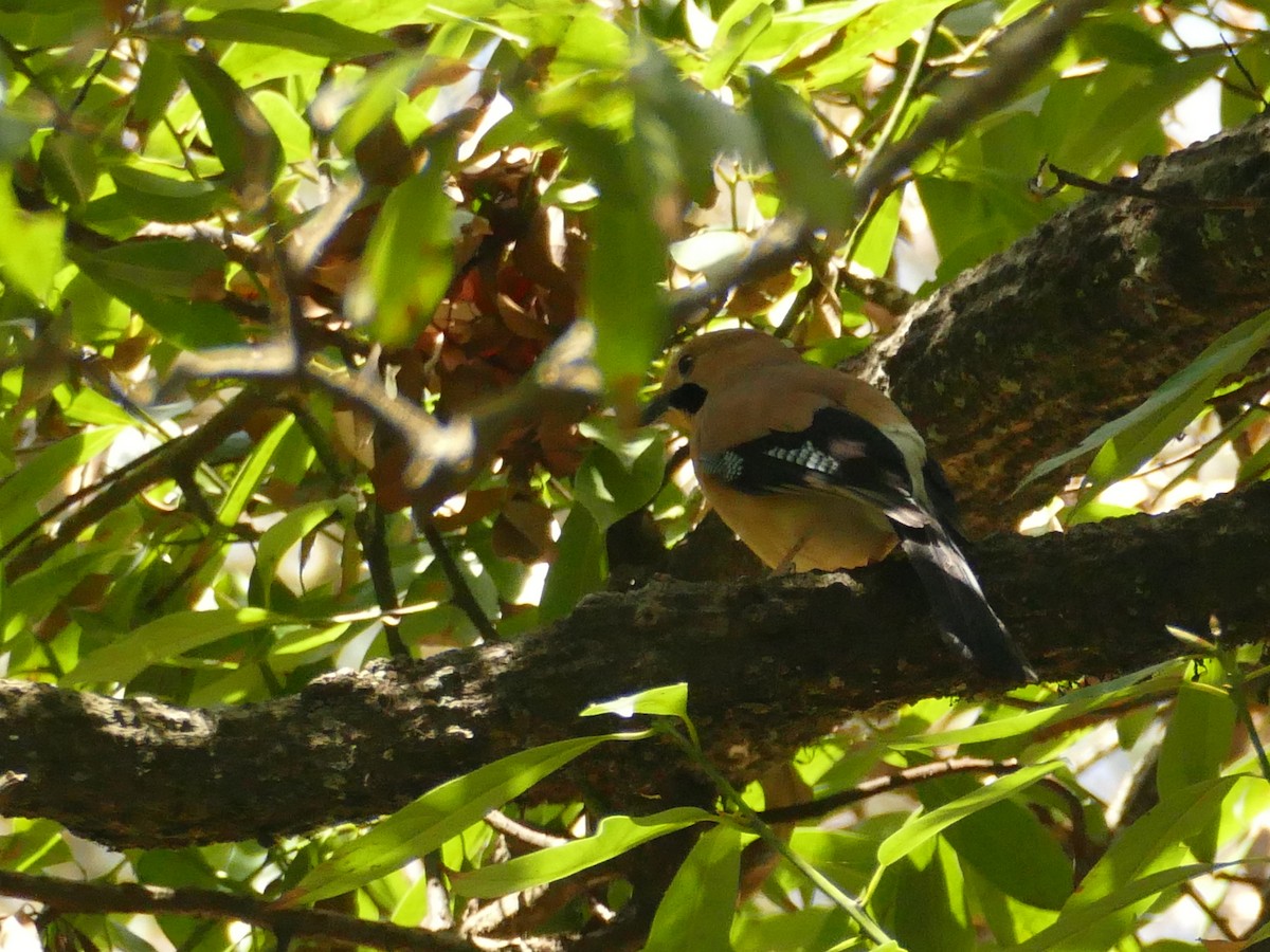 Eurasian Jay - ML325055481