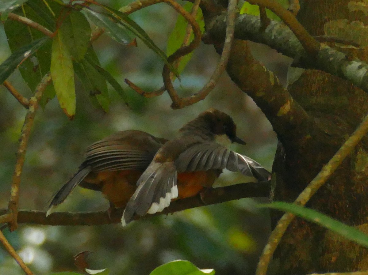 White-throated Laughingthrush - Rohit Jha