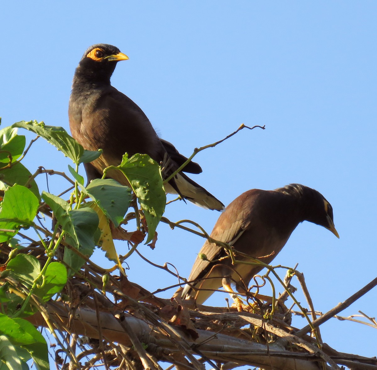 Common Myna - ML325056841