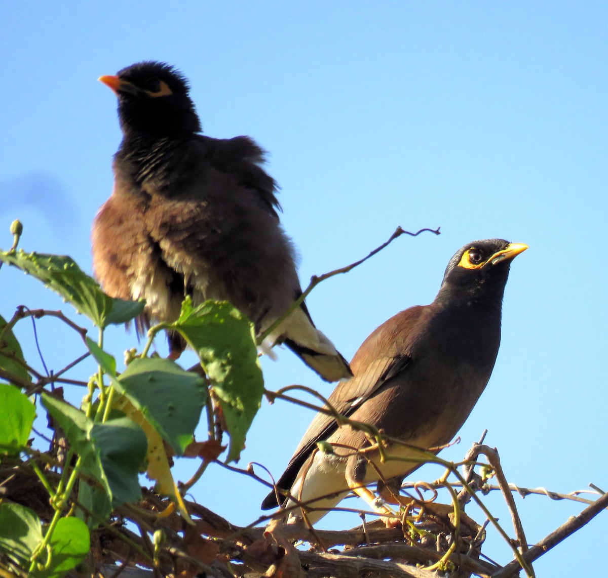 Common Myna - ML325056901