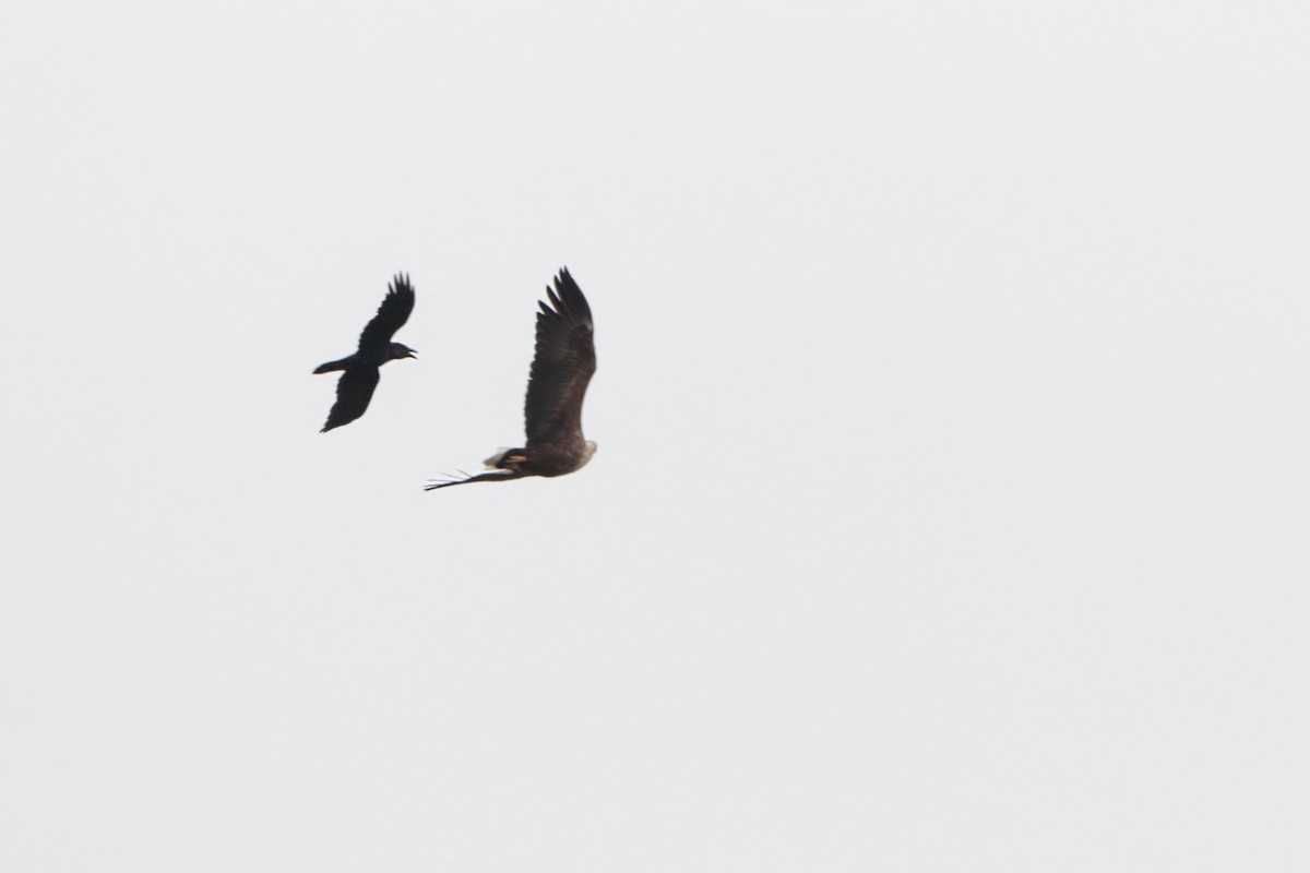 Carrion Crow - ML325057131