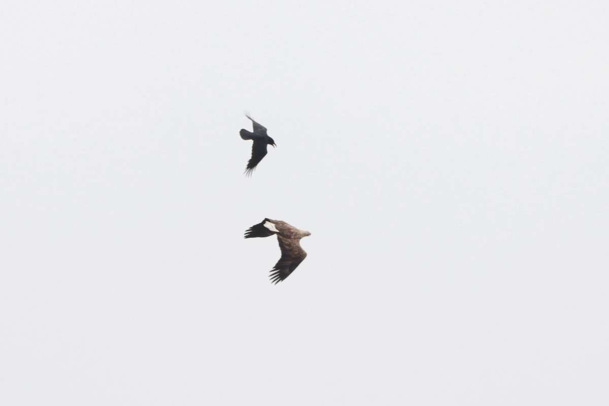 Carrion Crow - ML325057161