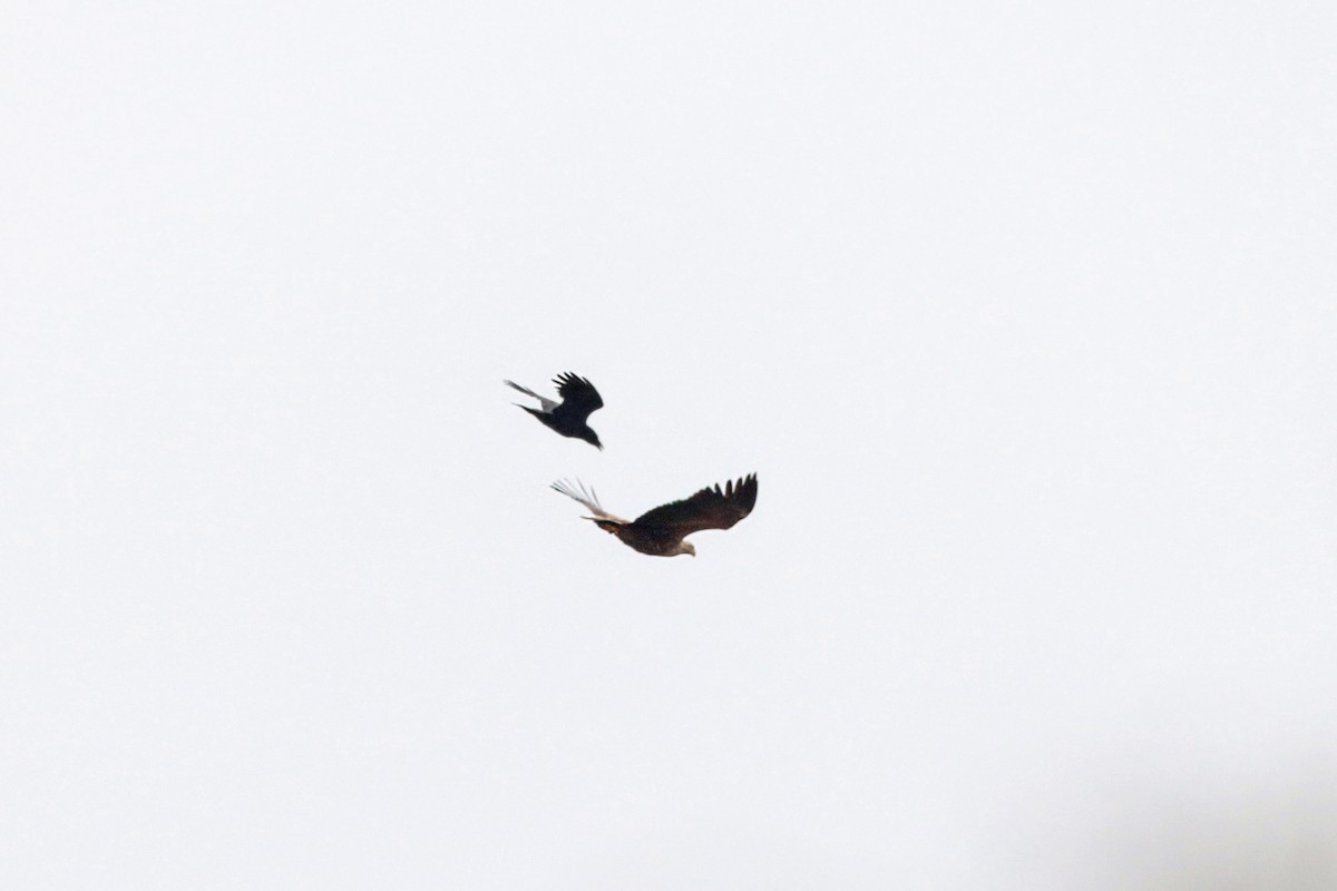 Carrion Crow - ML325057171