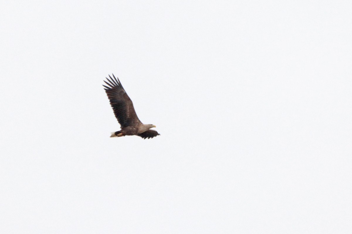 White-tailed Eagle - ML325057241