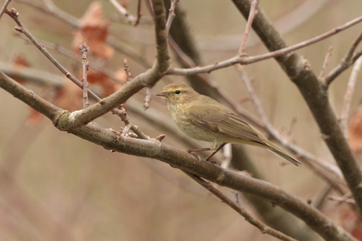 Willow Warbler - ML325057791