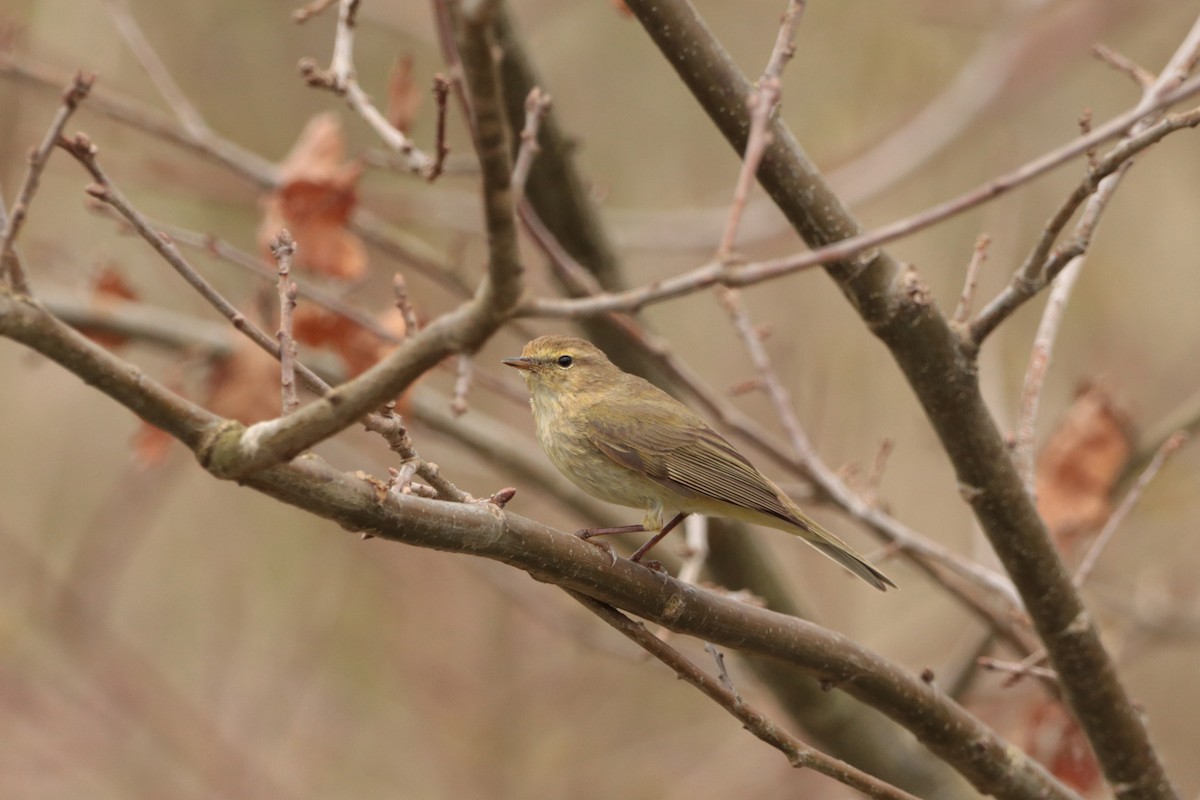 Willow Warbler - ML325057801