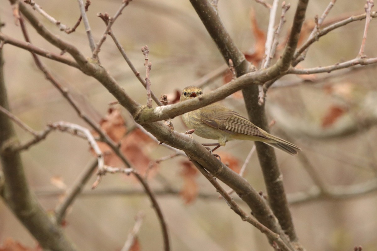 Willow Warbler - ML325057821