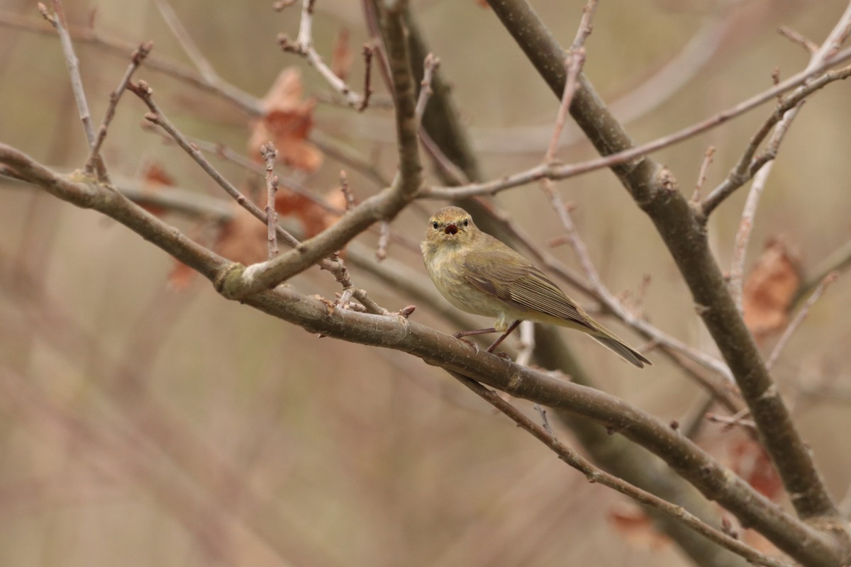 Willow Warbler - ML325057861