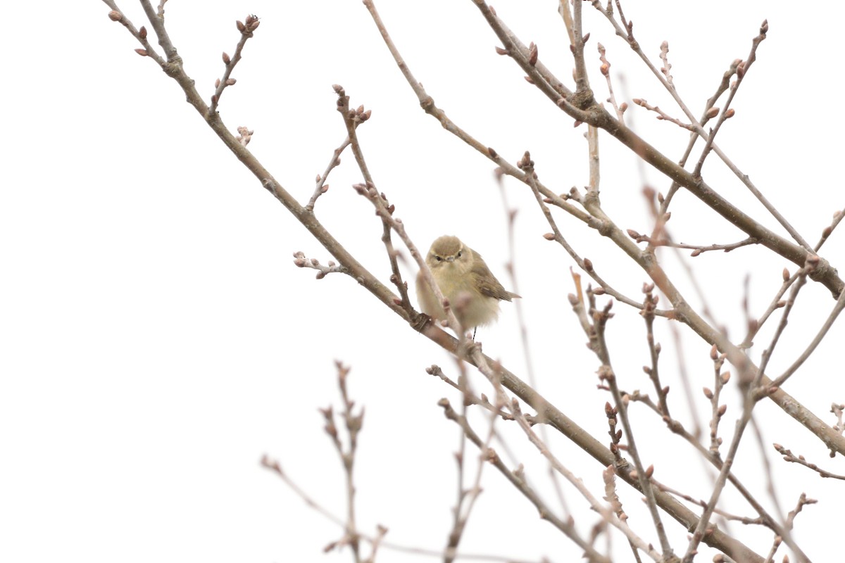 Common Chiffchaff - ML325057901