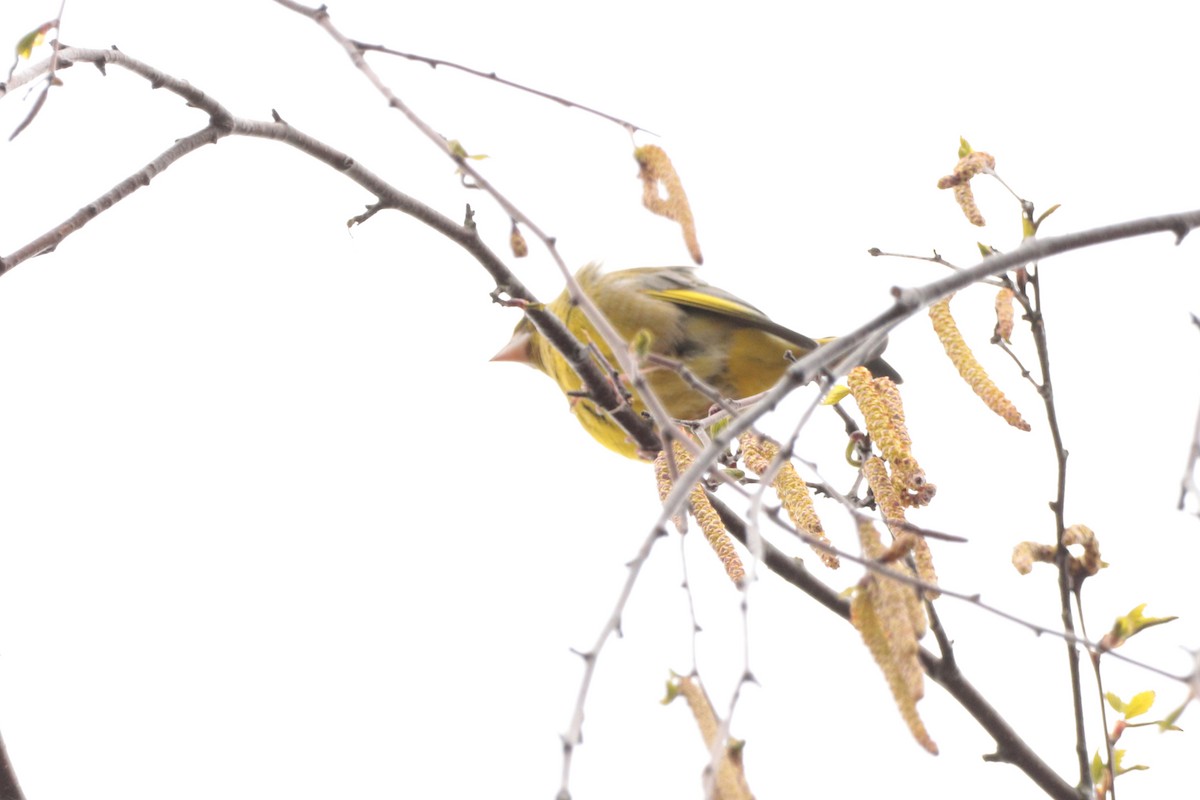 European Greenfinch - ML325058021