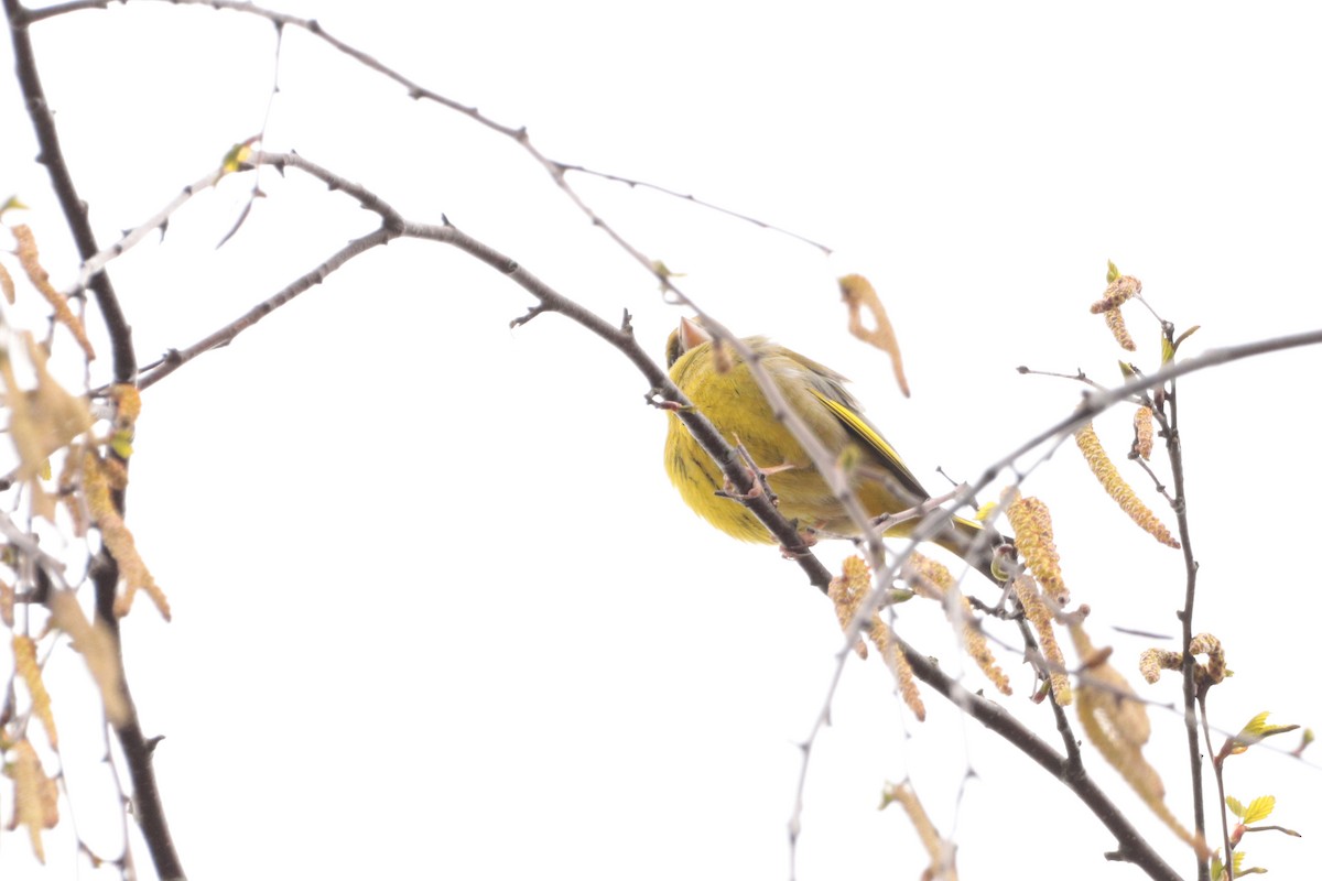 European Greenfinch - ML325058031