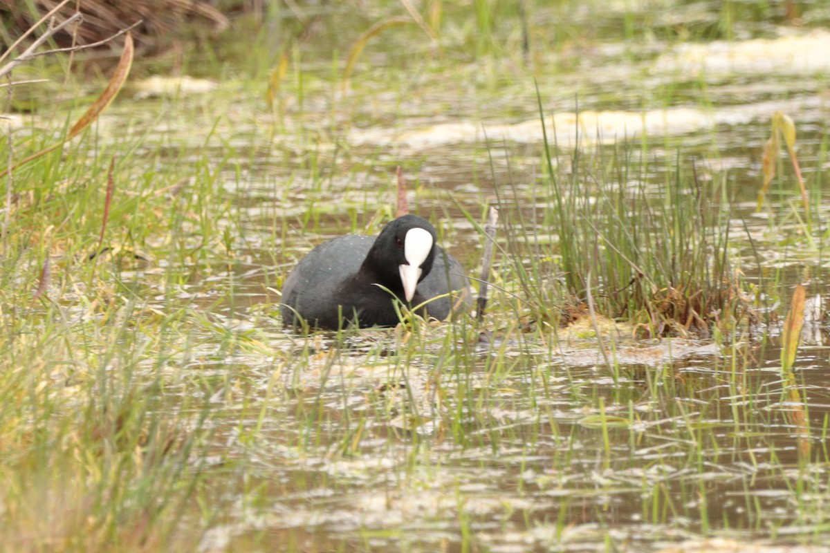 Eurasian Coot - ML325058141