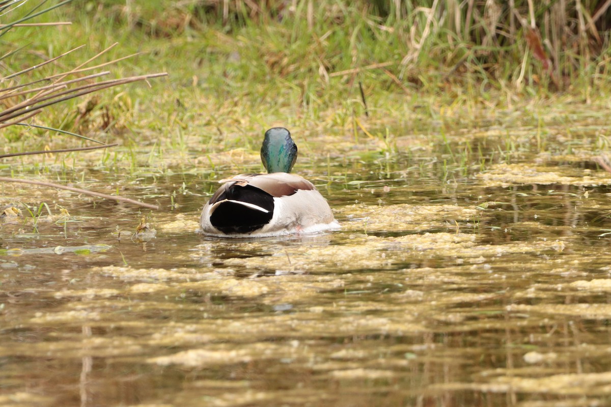 Mallard - ML325058391