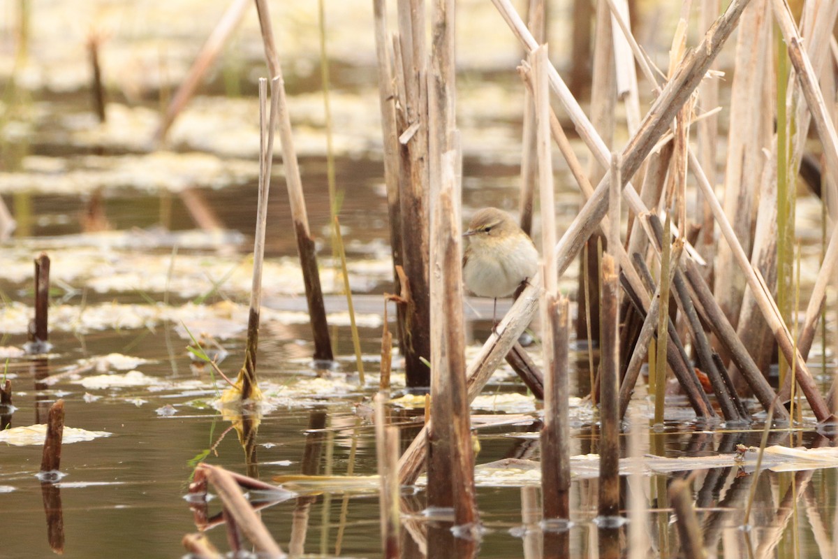 Common Chiffchaff - ML325058561