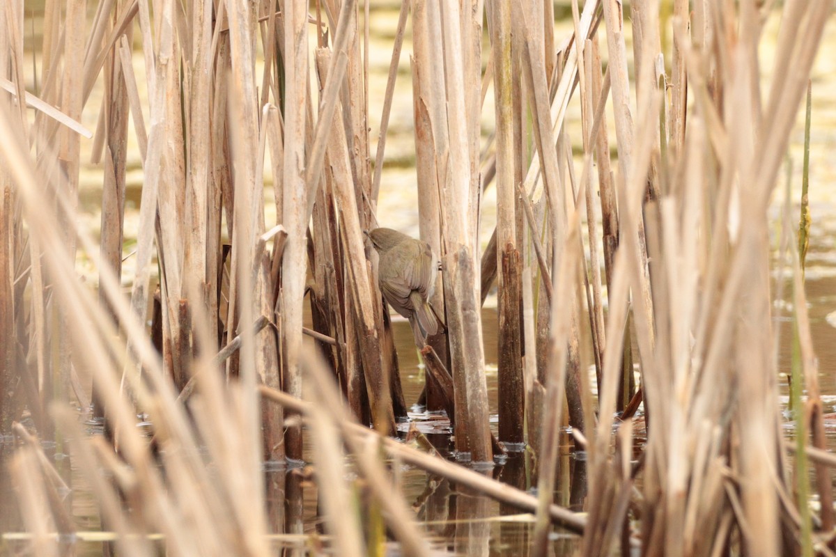 Common Chiffchaff - ML325058571