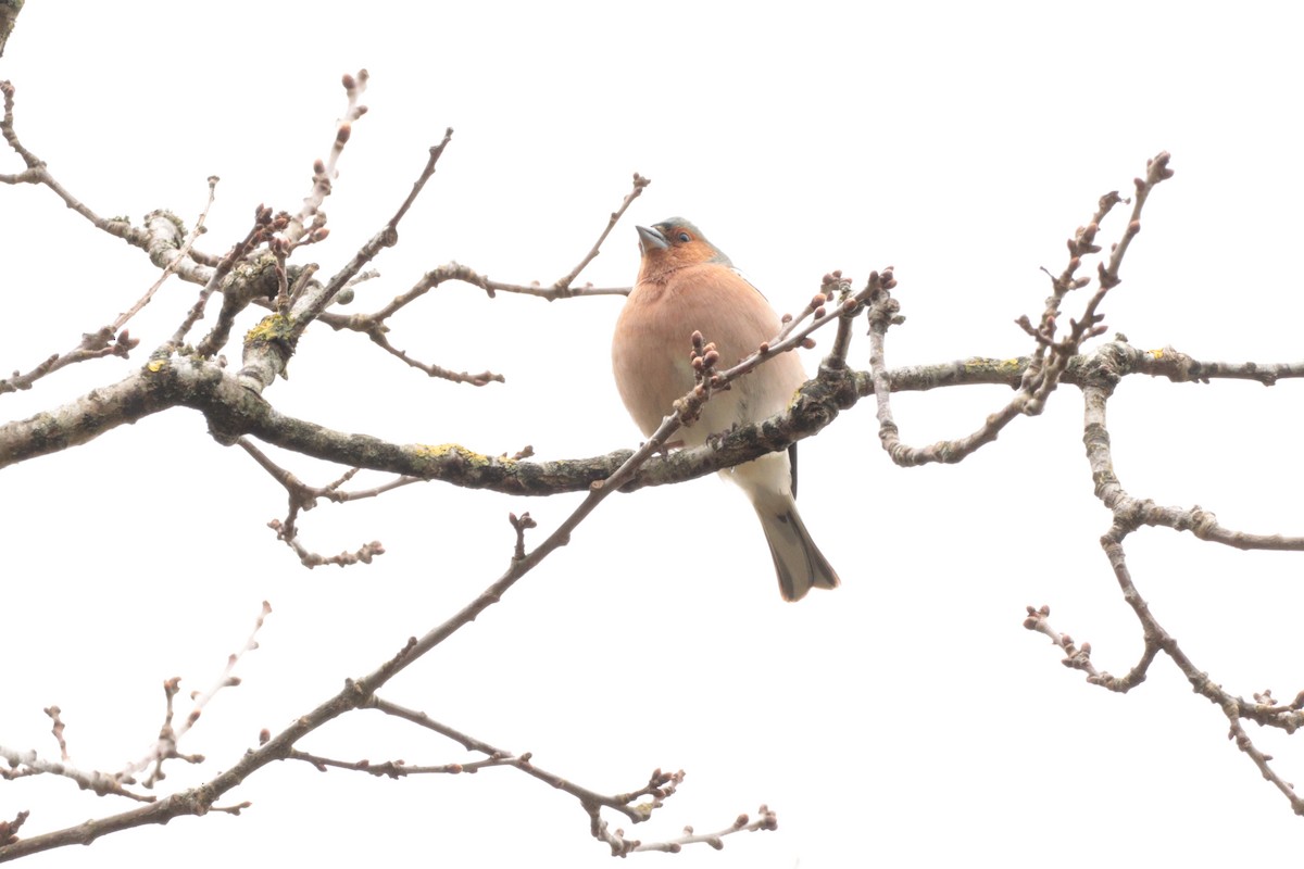 Common Chaffinch - ML325058781