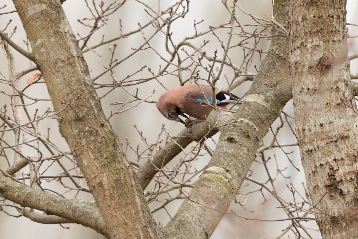 Eurasian Jay - ML325059471