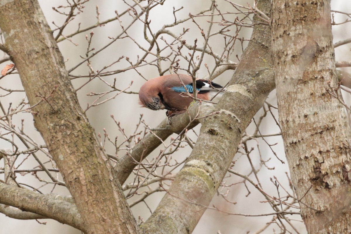 Eurasian Jay - ML325059481