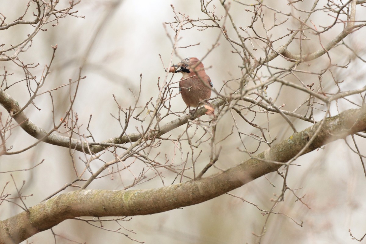 Eurasian Jay - ML325059491
