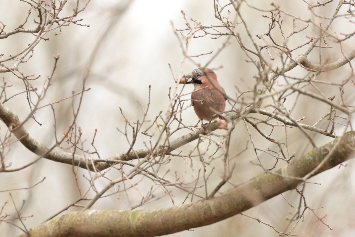 Eurasian Jay - ML325059501