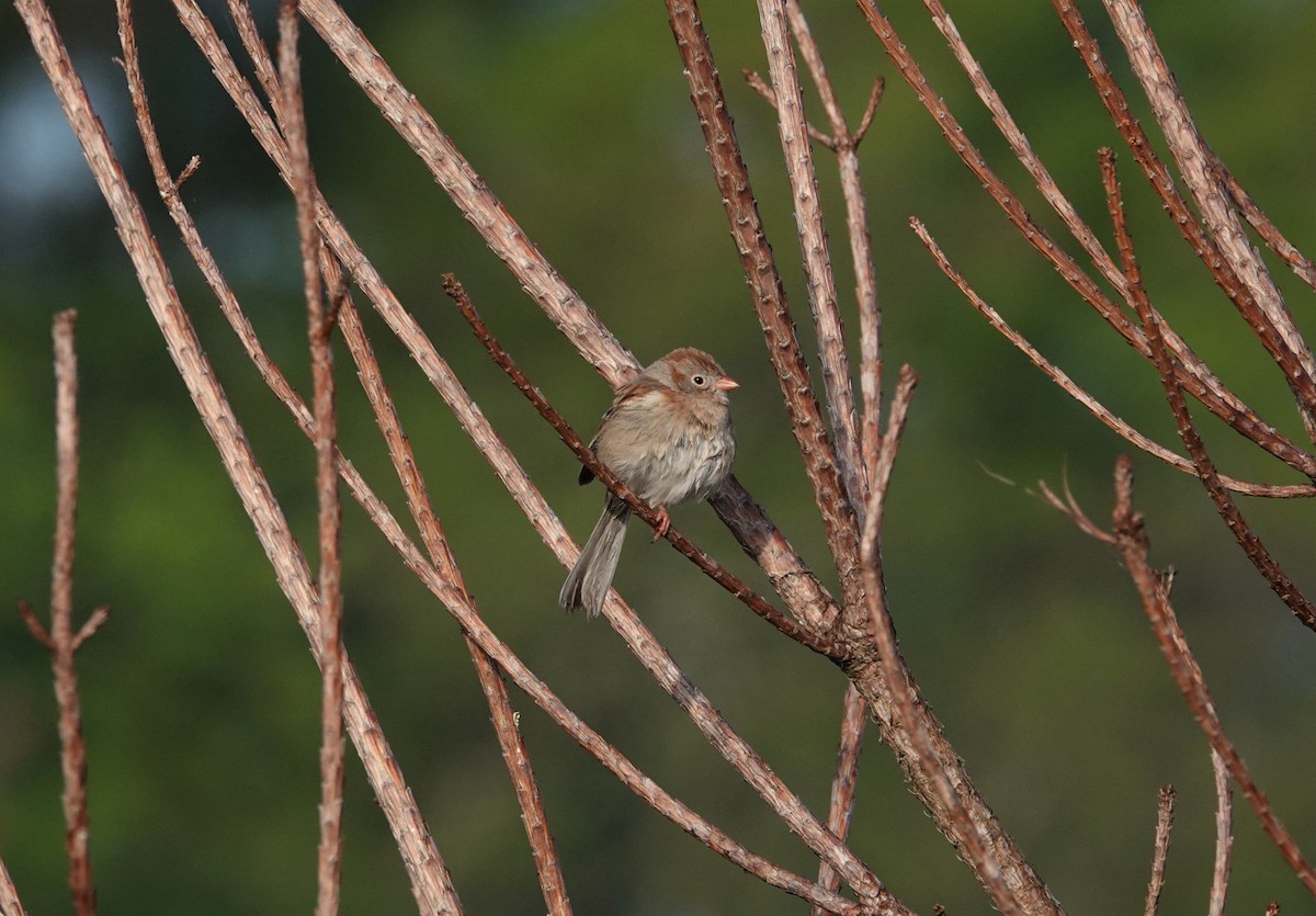 Field Sparrow - ML325059921