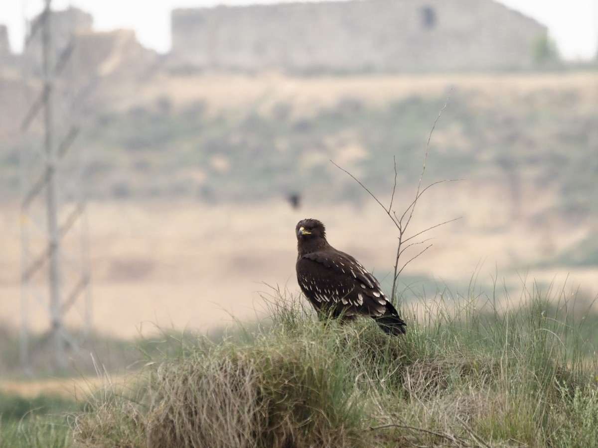 Greater Spotted Eagle - ML325061561