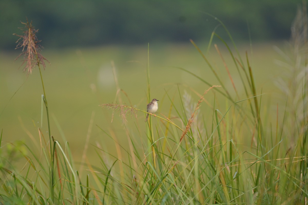 Plain Prinia - ML325062371