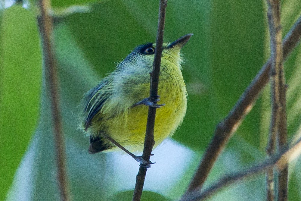 Gray-headed Tody-Flycatcher - ML325062401