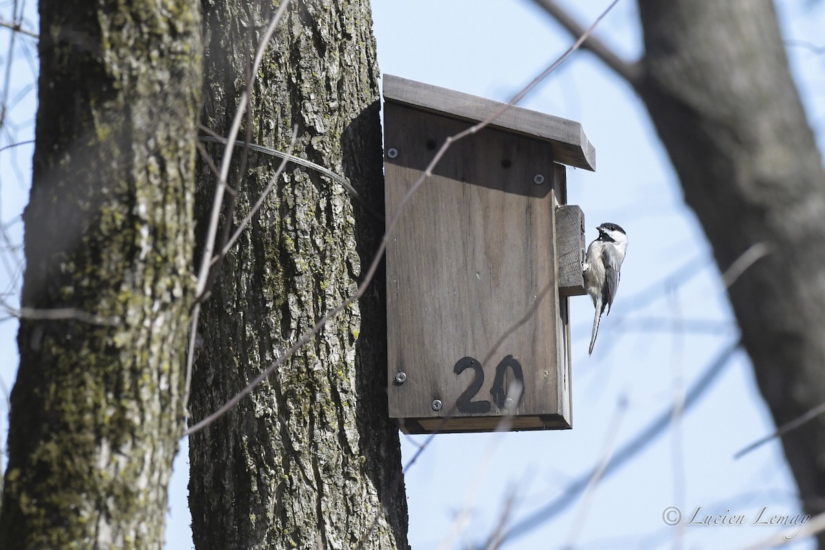 Black-capped Chickadee - ML325062551