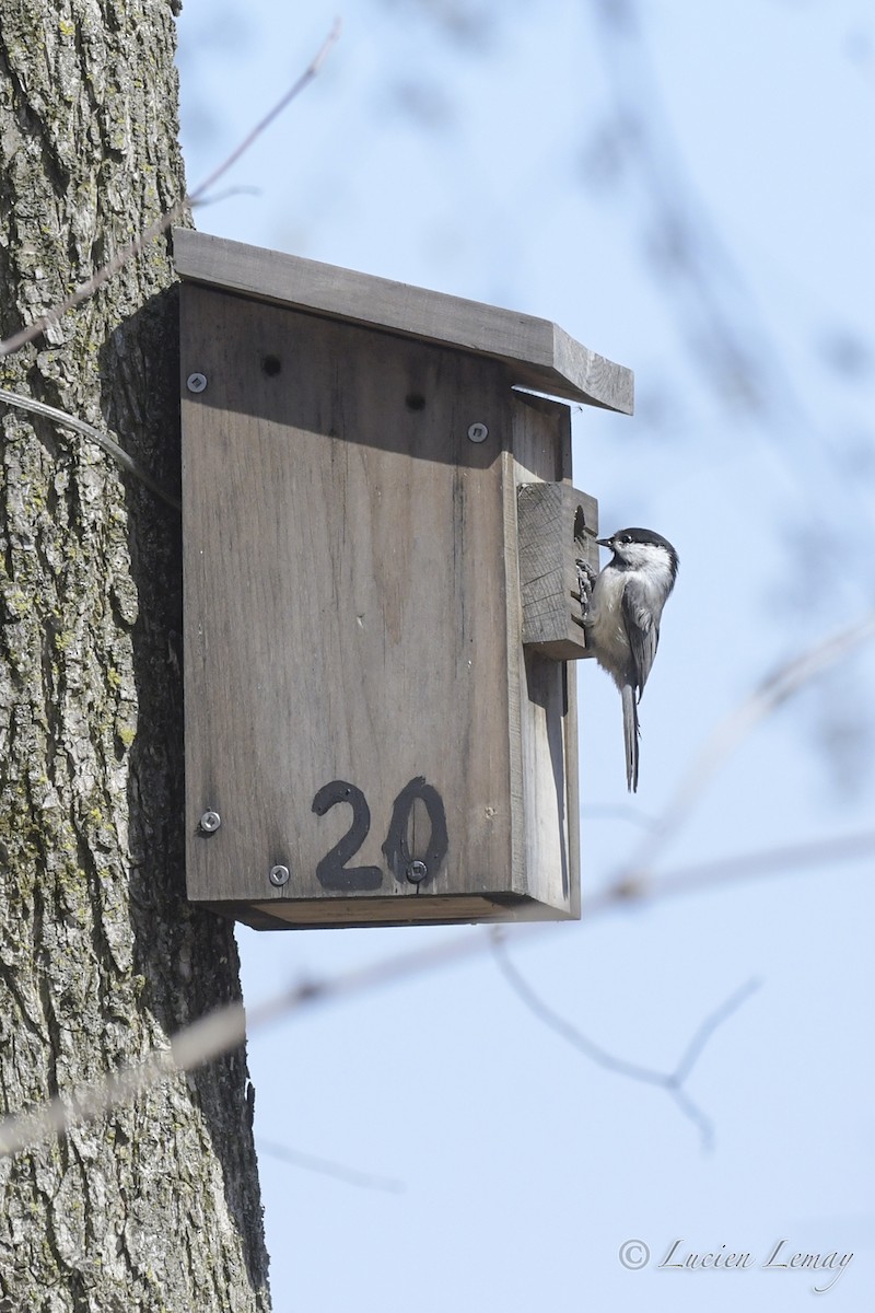 Black-capped Chickadee - ML325062831