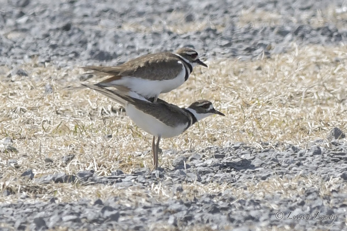 Killdeer - Lucien Lemay