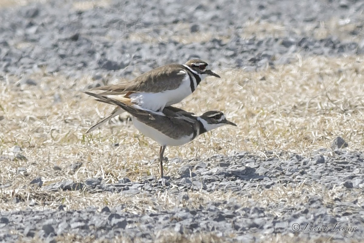 Killdeer - ML325063571