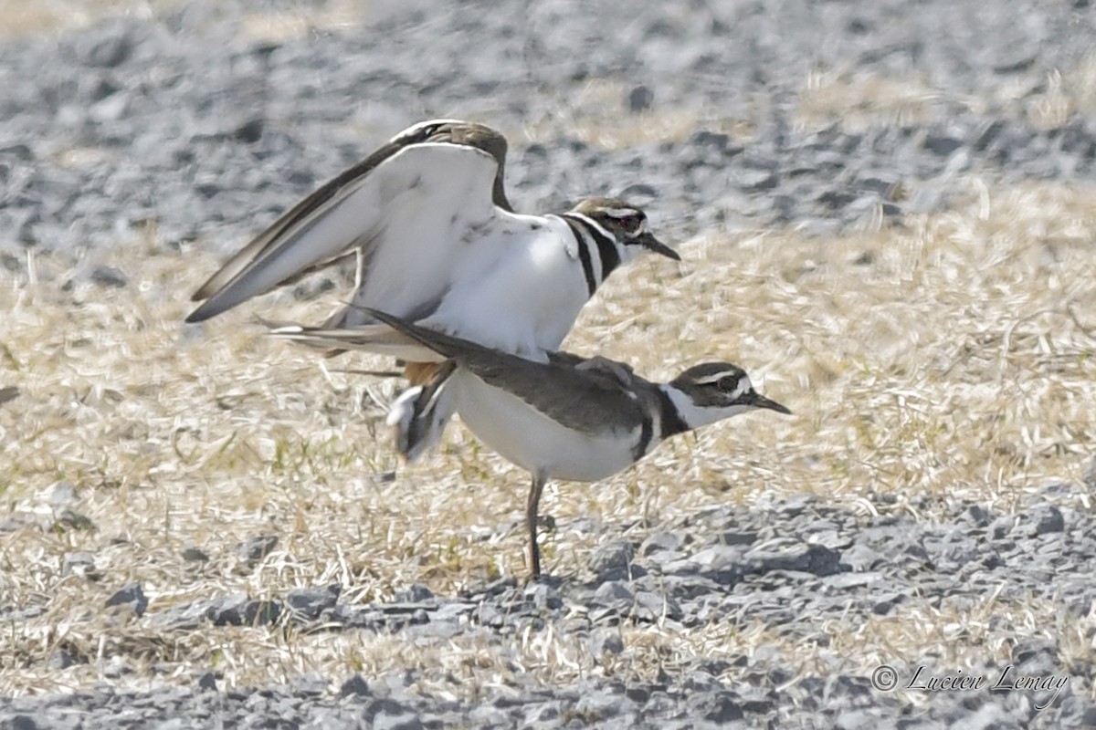 Killdeer - ML325063681