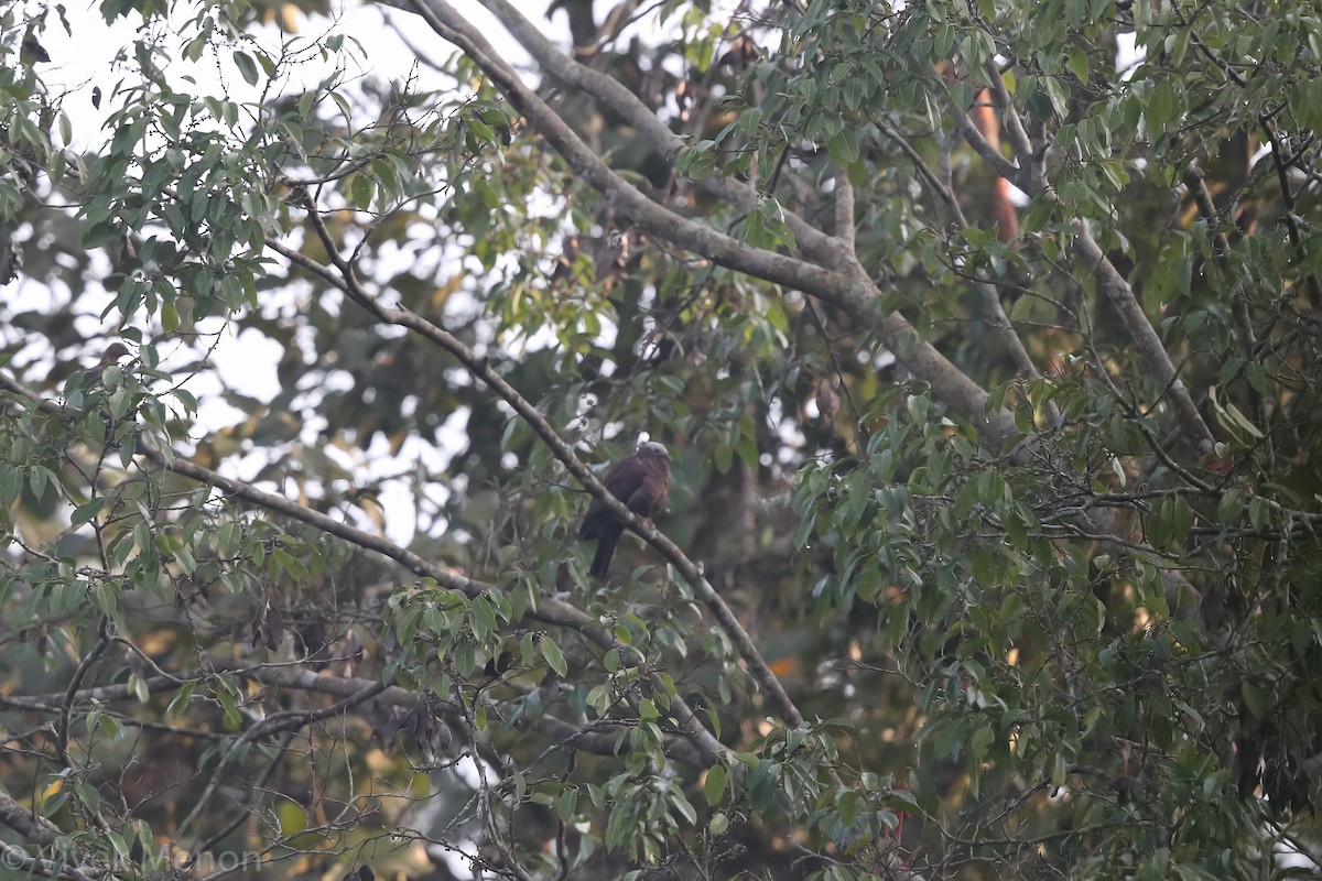 Pale-capped Pigeon - ML325065701