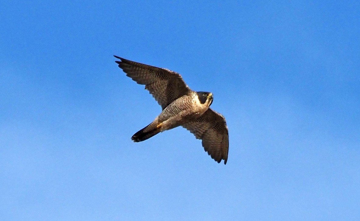 Peregrine Falcon - ML325066071