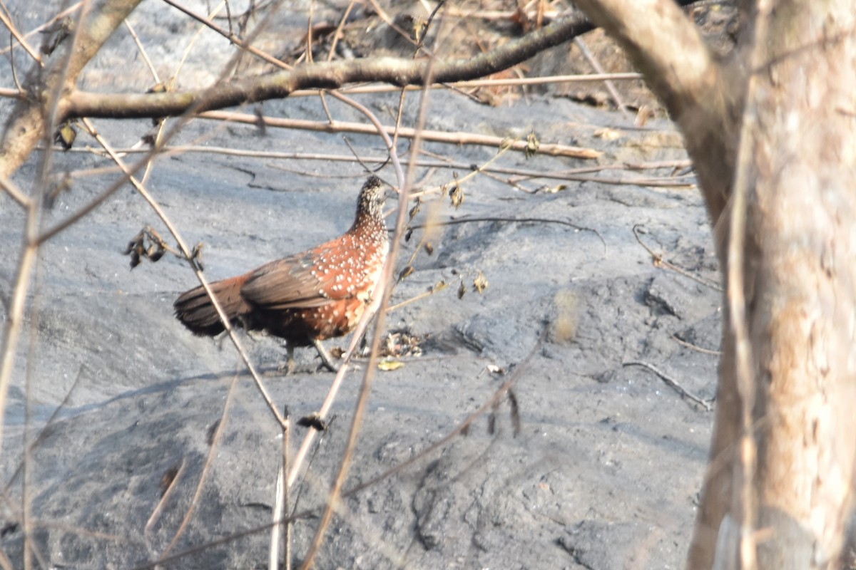 Painted Spurfowl - ML325066251