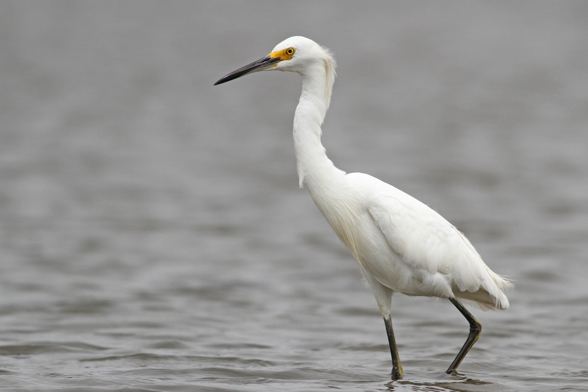 Snowy Egret - Evan Lipton